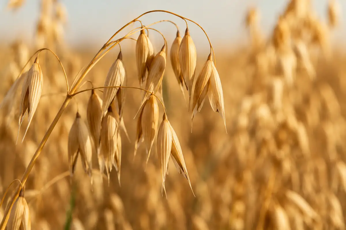 Why oat avenin is not the same as wheat gluten Close-up of ripe oat heads in a sunlit field, the cereal whose own proteins make oats naturally gluten free